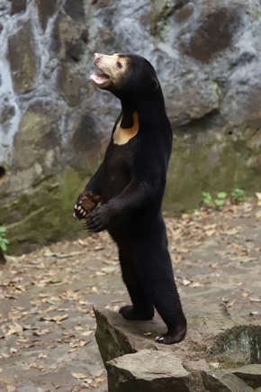 Urso de Zoológico da China - Foto (©Reprodução-Twitter)