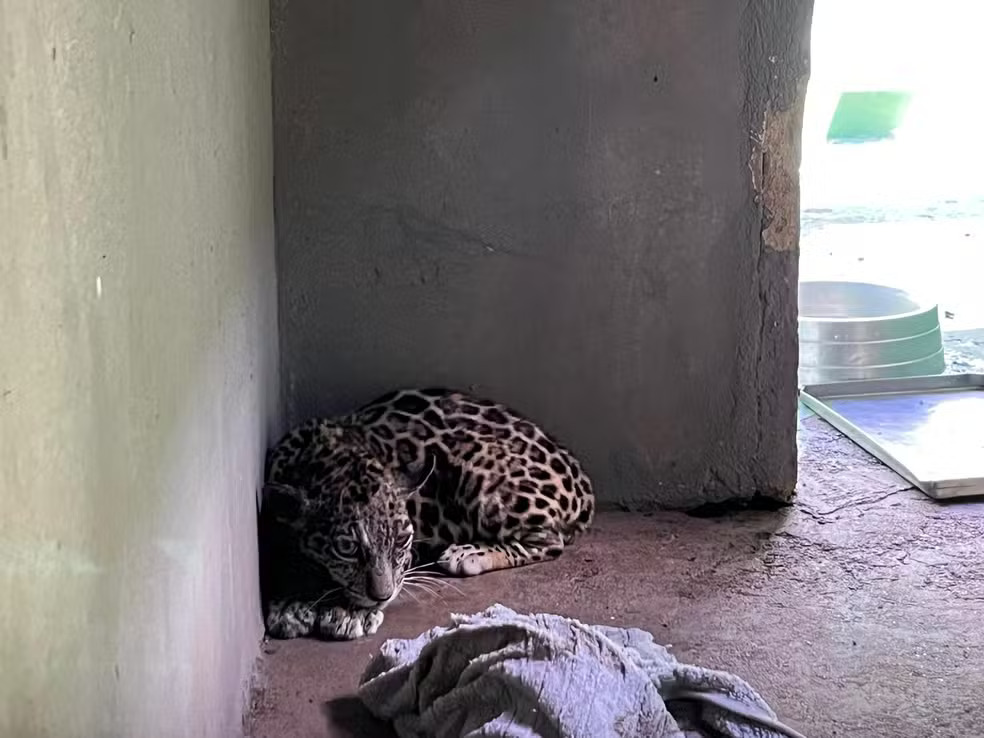 Filhote de onça-pintada recebe tratamento no Cetas do Ibama, em Boa Vista (RR) - Foto (Yara Ramalho-g1 RR)