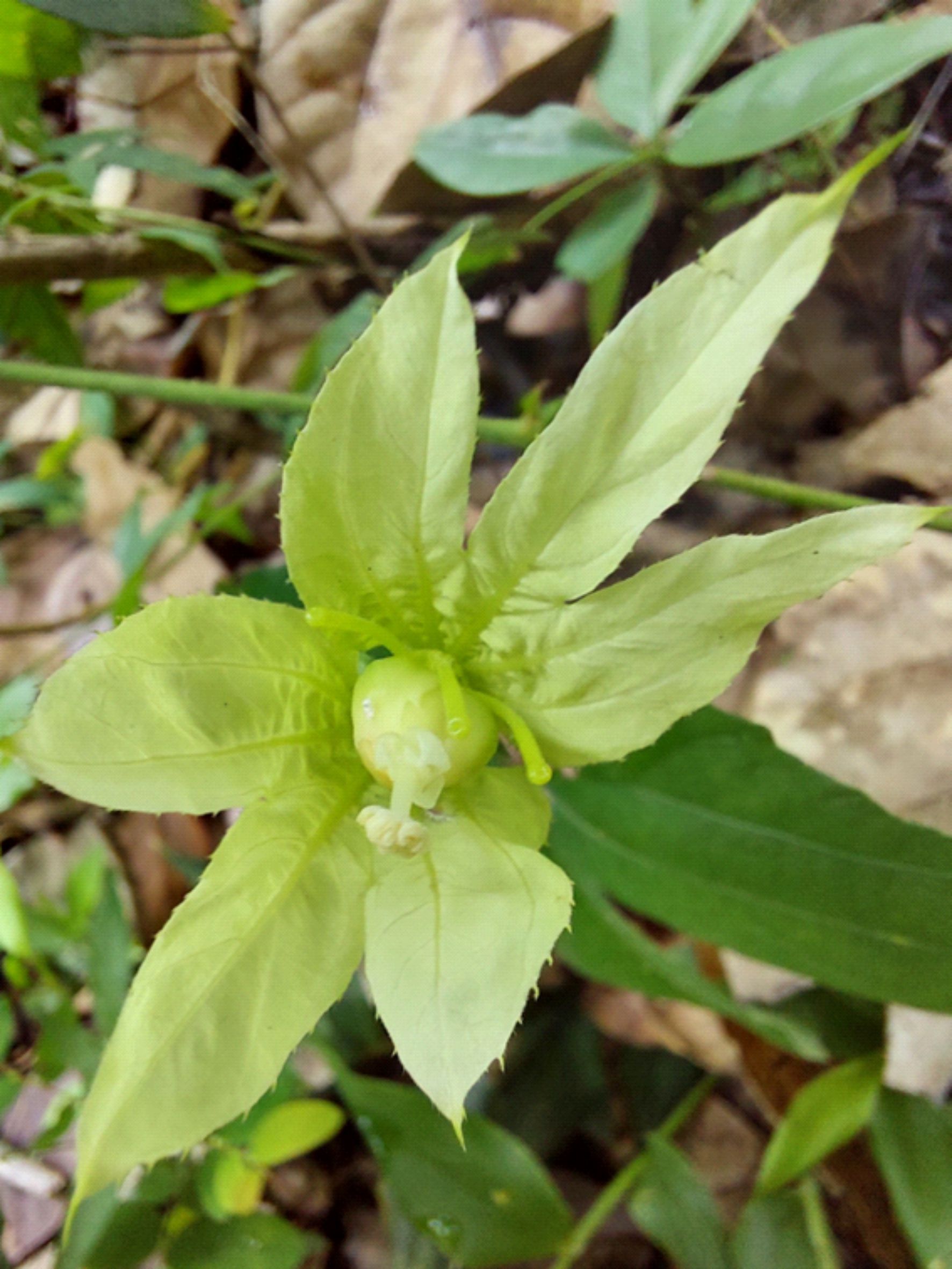 Flores de Dalechampia microcalyx J.C.R. Mendes, T.F.S. Oliveira & Pereira-Silva sp. nov. Espécie recém-descoberta em Vicência-PE - Foto (Divulgação)