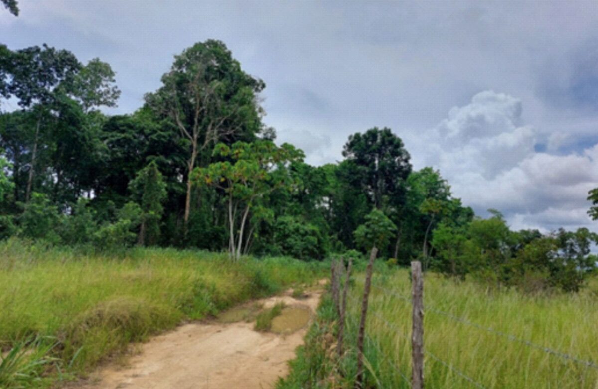 Margem da Mata do Engenho Canavieiras - Foto (Divulgação)