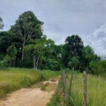 Nova espécie de planta é descoberta na Zona da Mata Norte de Pernambuco