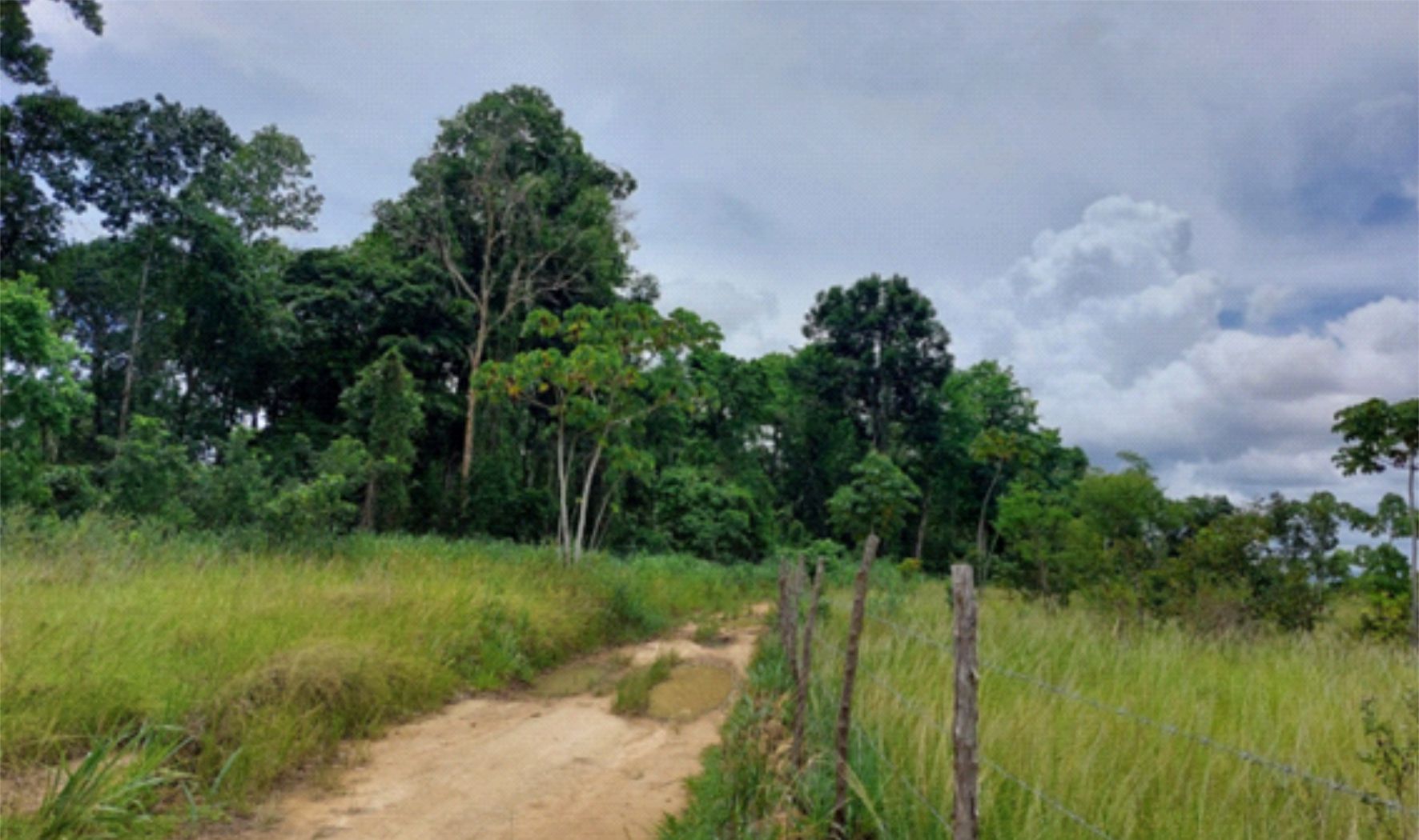 Nova espécie de planta é descoberta na Zona da Mata Norte de Pernambuco