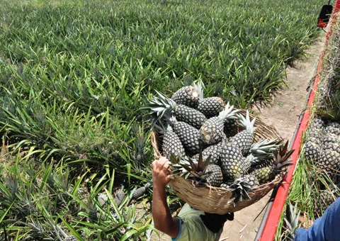 Plantação de Abacaxi - Foto (Reprodução)