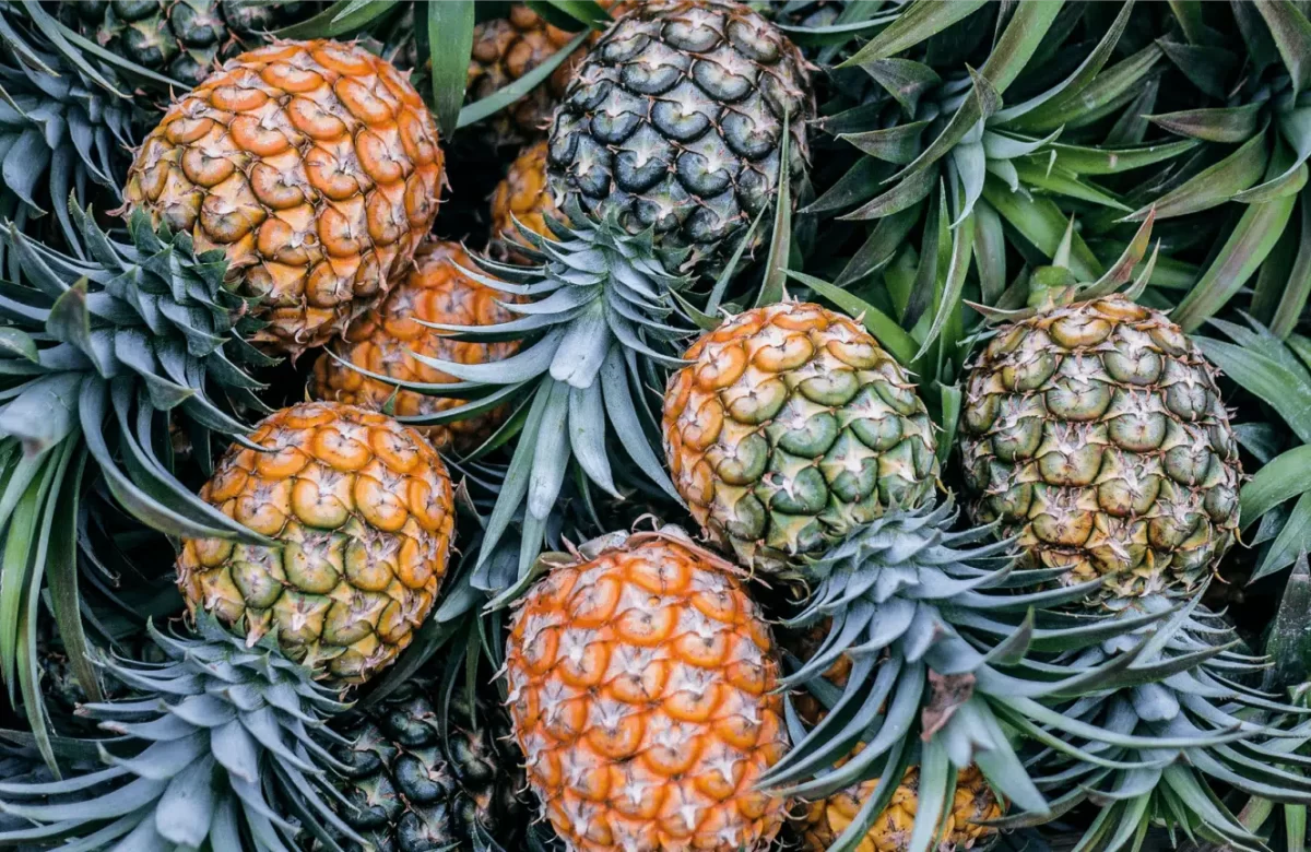 Paraíba se Consolida como Maior Produtor de Abacaxi do Brasil - Foto (Divulgação)