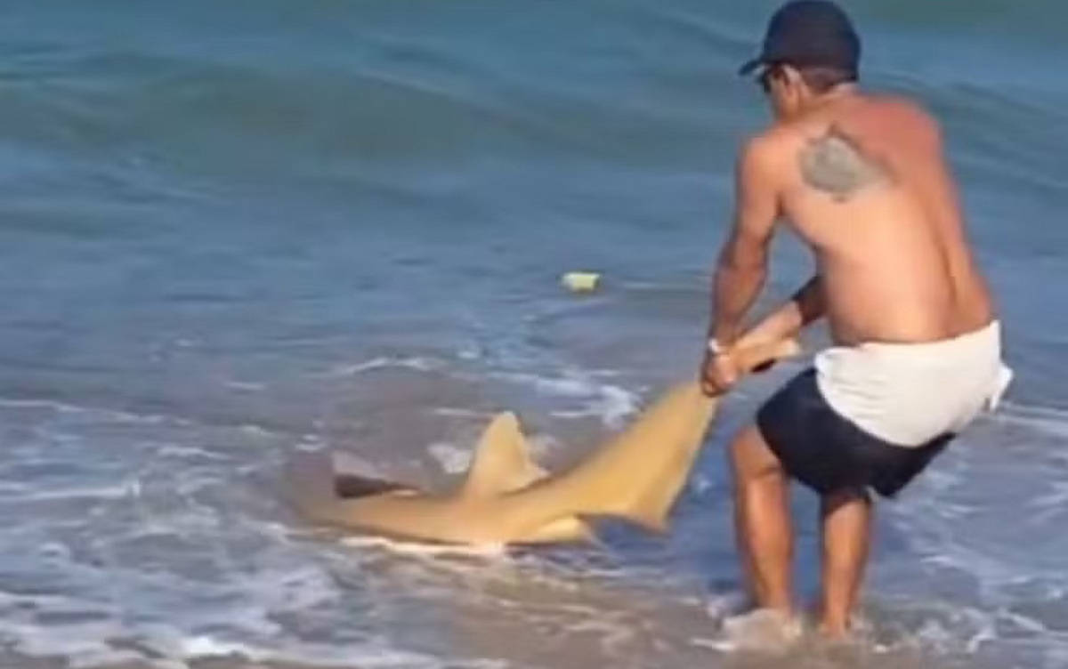 Pescador tira tubarão do para remover anzol do animal em Sirinhaém, Pernambuco - Foto (Reprodução-Whatsapp)