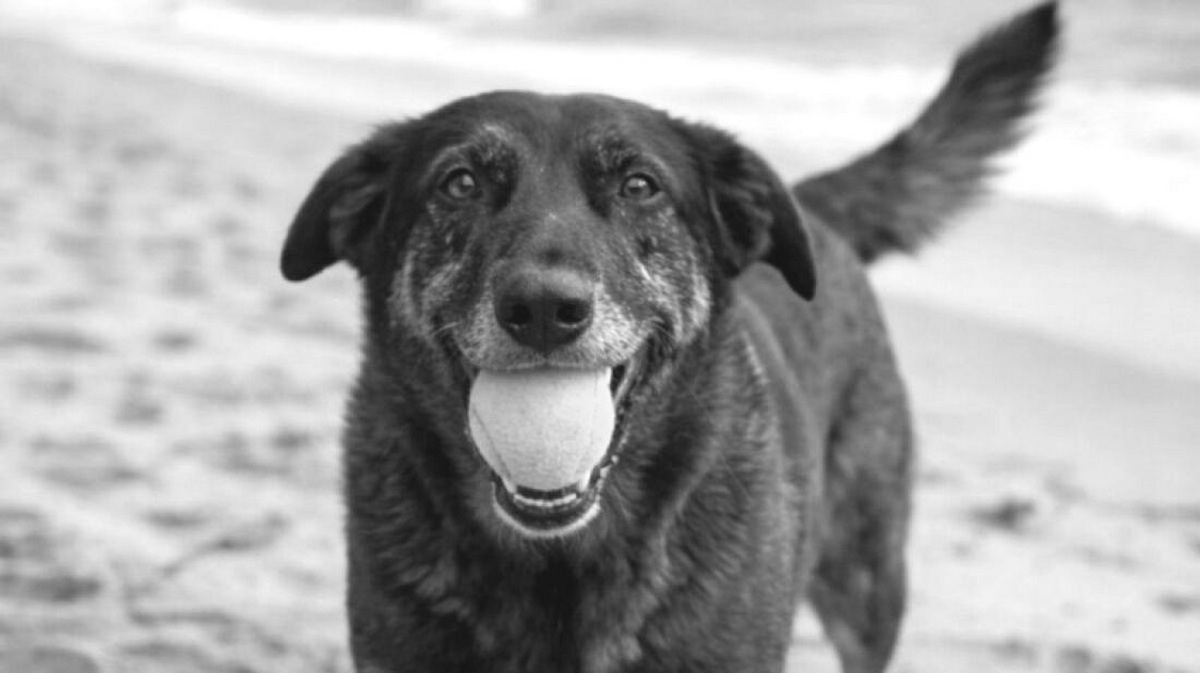 Adolescente é apontado como único autor da morte do cão Orelha em Florianópolis