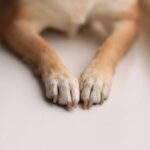 Sertão paraibano é palco de tragédia: mais de 60 cães morrem em caso suspeito de envenenamento em massa