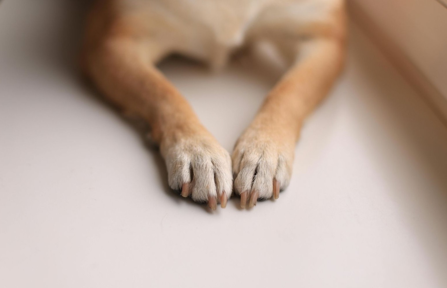 Sertão paraibano é palco de tragédia: mais de 60 cães morrem em caso suspeito de envenenamento em massa