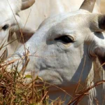 UE barra importação de proteínas brasileiras a partir de setembro por risco sanitário