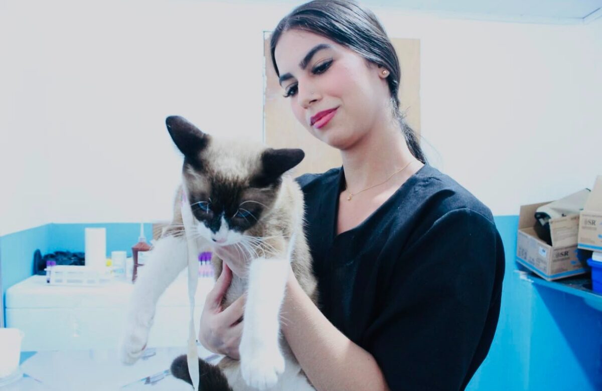 Paraíba Pet: Alhandra abre inscrições para castração gratuita de cães e gatos; saiba como se cadastrar