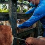 Alhandra inicia quarto ano de vacinação contra a brucelose na zona rural para proteger rebanho e saúde pública