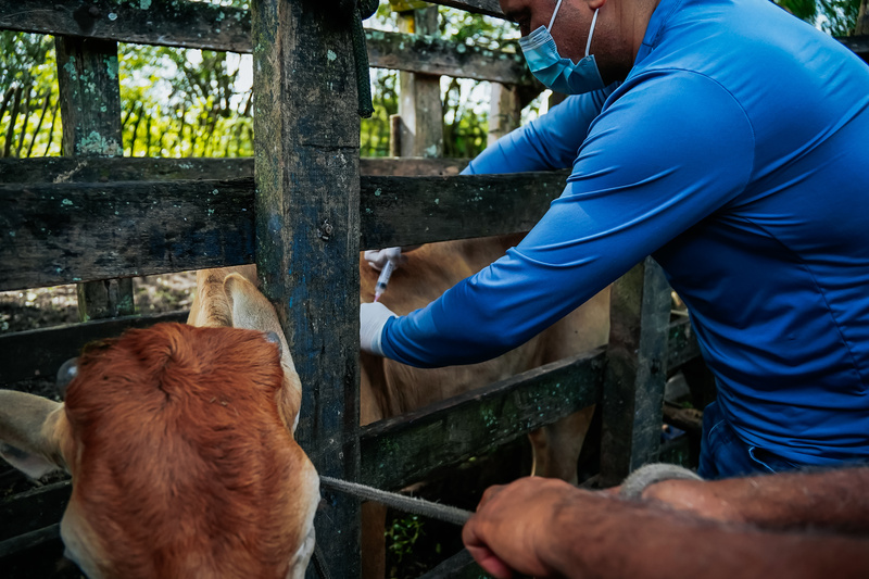 Alhandra inicia quarto ano de vacinação contra a brucelose na zona rural para proteger rebanho e saúde pública