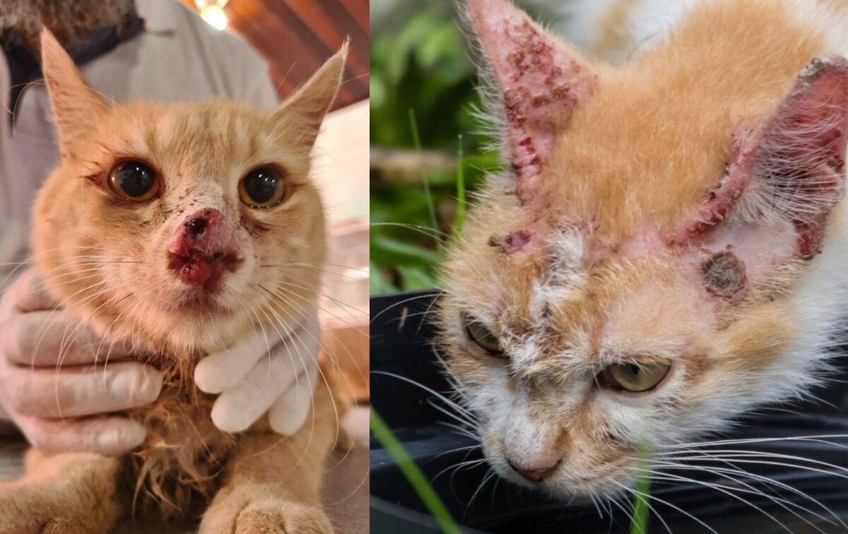 Clínica Veterinária Municipal de Goiana realiza ação para identificar casos suspeitos de esporotricose em gatos
