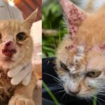 Clínica Veterinária Municipal de Goiana realiza ação para identificar casos suspeitos de esporotricose em gatos