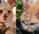 Clínica Veterinária Municipal de Goiana realiza ação para identificar casos suspeitos de esporotricose em gatos