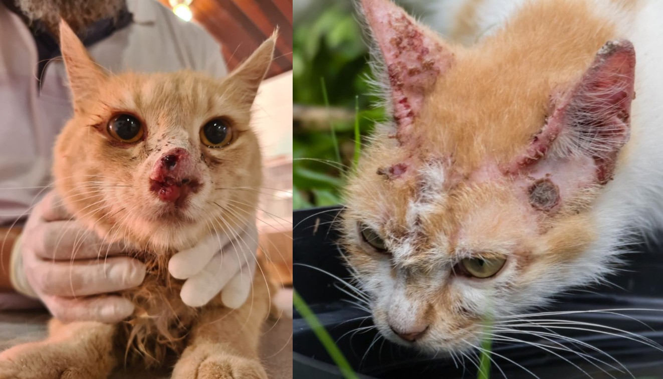 Clínica Veterinária Municipal de Goiana realiza ação para identificar casos suspeitos de esporotricose em gatos