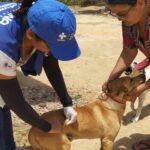 Prefeitura de Goiana inicia pré-campanha de vacinação antirrábica para cães e gatos