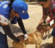 Prefeitura de Goiana inicia pré-campanha de vacinação antirrábica para cães e gatos