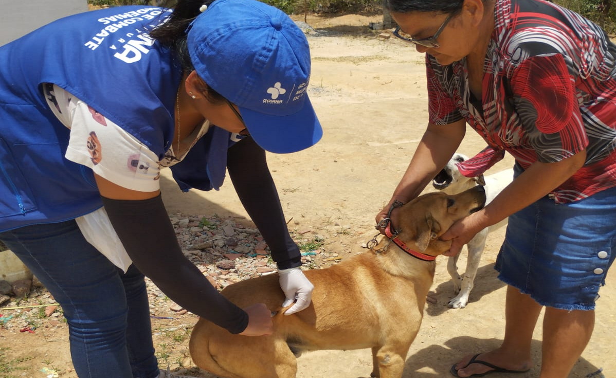 Prefeitura de Goiana inicia pré-campanha de vacinação antirrábica para cães e gatos