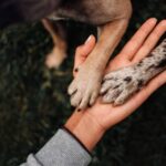 Prefeitura de Goiana divulga regras para eleição de representantes da sociedade civil no Conselho de Proteção Animal