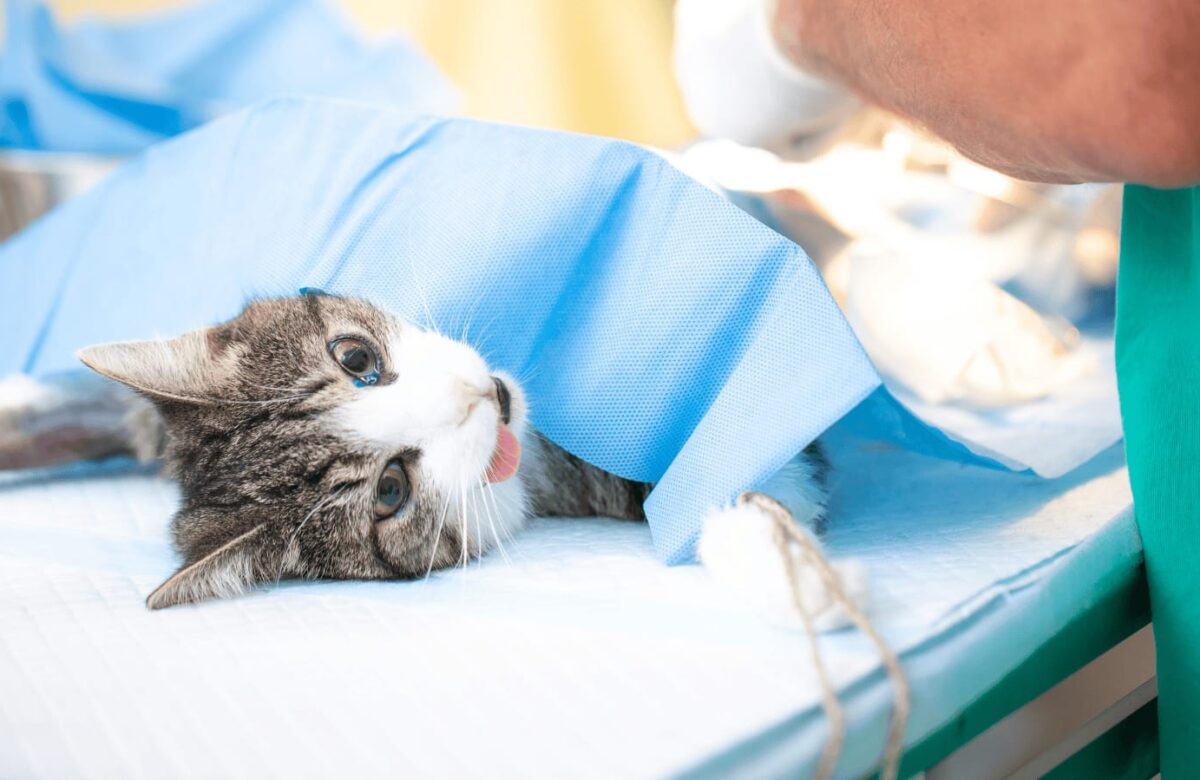 Prefeitura de Goiana inicia programa gratuito de castração de cães e gatos