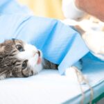 Prefeitura de Goiana inicia programa gratuito de castração de cães e gatos