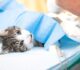 Prefeitura de Goiana inicia programa gratuito de castração de cães e gatos