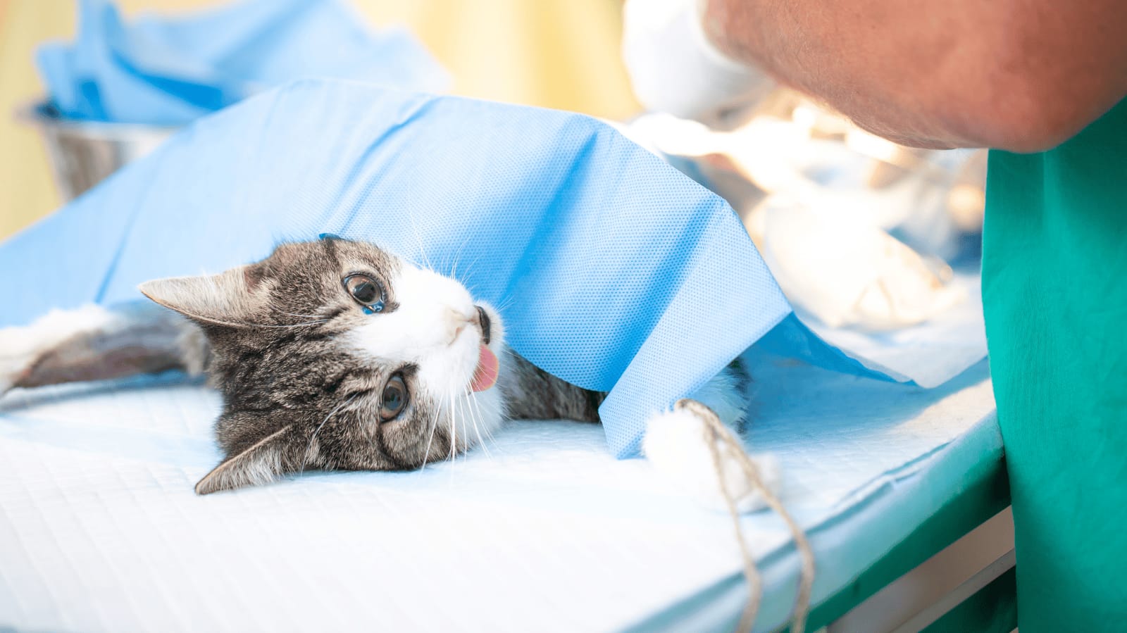 Prefeitura de Goiana inicia programa gratuito de castração de cães e gatos